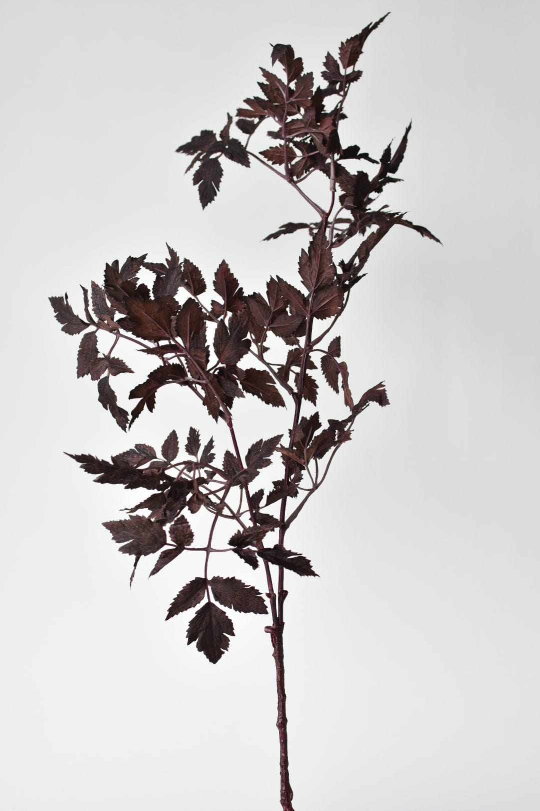 31" Faux Cimicifunga Ramosa